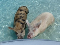 1043 Swimming Pigs