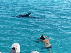 1044 Delphinschwimmen