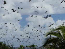 5014 Vögel