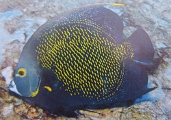 56 French Angelfish