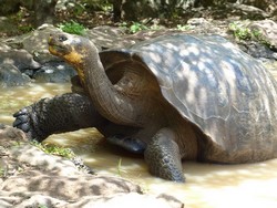 1850 Landschildkröte