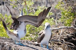 1851 Blaufuss Tölpel