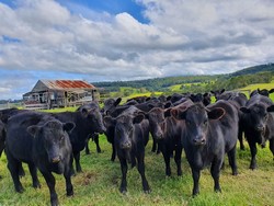 6300 Mt Taylor Kälber