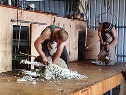 6034 Ship Shearing