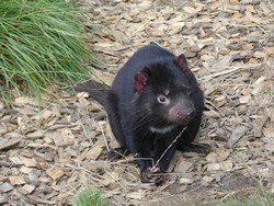 6111 Tasmanian Devil