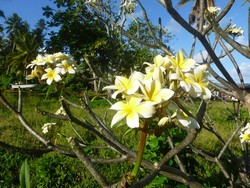 2004 Blumen Ohrenschmuck