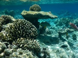 2007 Unterwasserwelt Tahanea