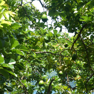 4-Avocadobaum