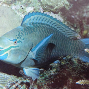 62-Queen-Parrotfish