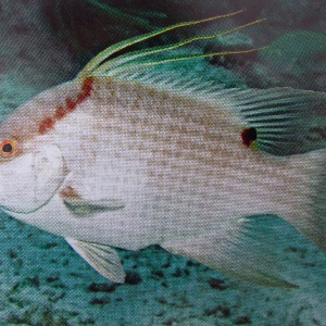 66-Hogfish-Intermediate