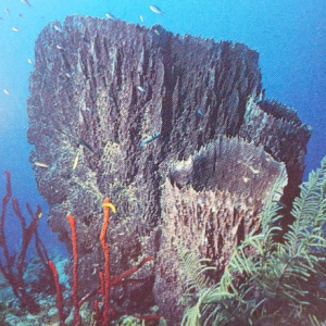 79-Giant-Barrel-Sponge
