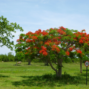 24-Baum-Cayman-Brac