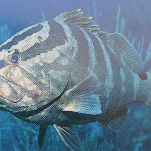 54-Nassau-Grouper