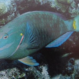 63-Stoplight-Parrotfish