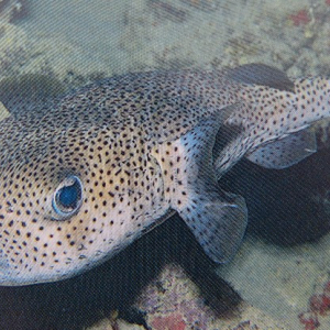 69-Porcupinefish