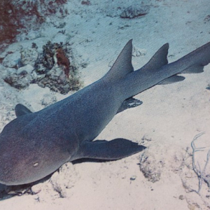73-Nurse-Shark