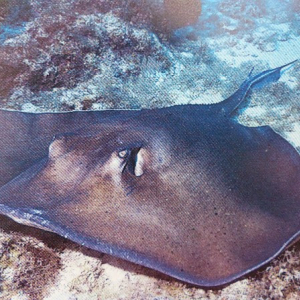 74-Southern-Stingray