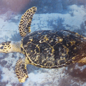 75-Hawksbill-Turtle