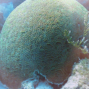 77-Brain-Coral