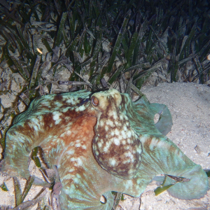 98-Comon-Octopus