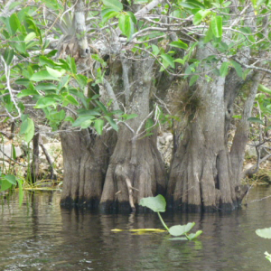 50-The-Everglades