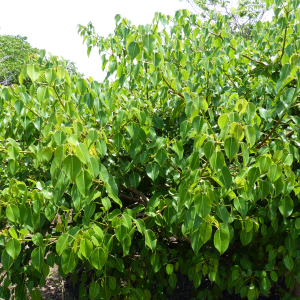 42-giftiger-Greenapple-Baum