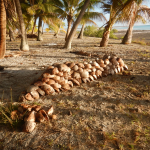 127-gesammelte-Kokusnüsse