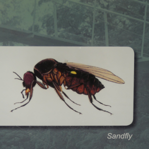 936-Sand-Fly
