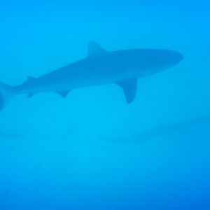 247-Shark