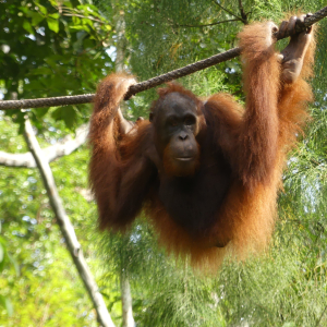 065-Orangutan Sanctury