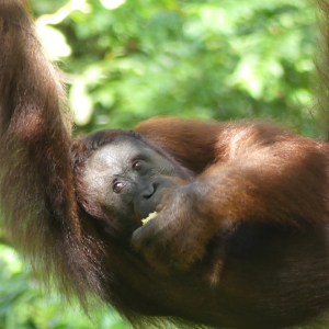 276-Orang Utan Sanctuary