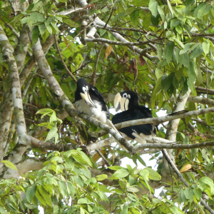 327-Kinabatangan Flussfahrt