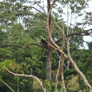 366-Kinabatangan Flussfahrt