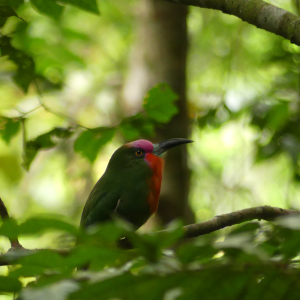 399-Jungle Wanderung