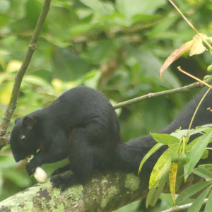 408-Jungle Wanderung