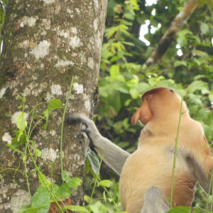 413-Kinabatangan Flussfahrt
