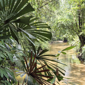 153-Annah Rais Longhouse