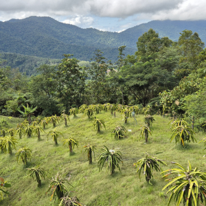 209-Ausflug Kota Kinabalu