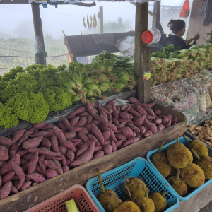 238-Ausflug Kota Kinabalu