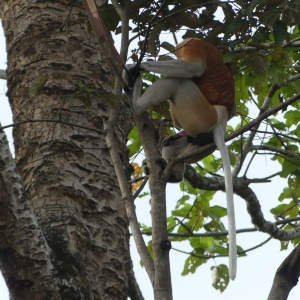 334-Kinabatangan Flussfahrt