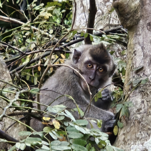 353-Kinabatangan Flussfahrt