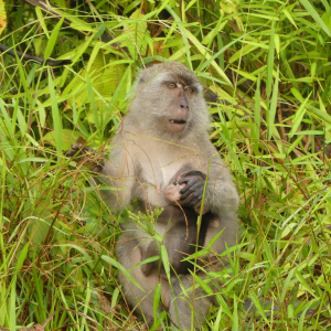 386-Kinabatangan Flussfahrt