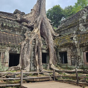 115-Natur-Angkor