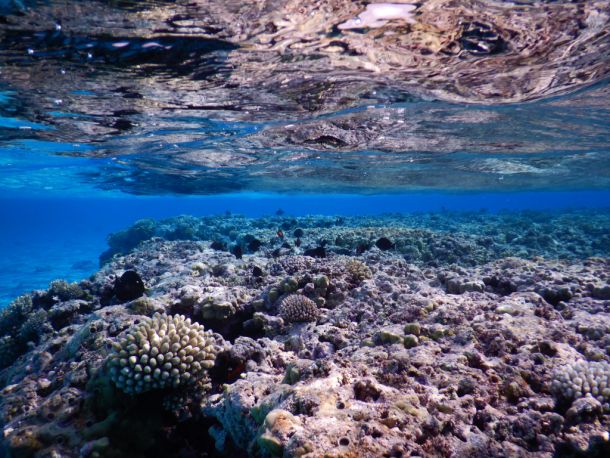 Palmerston - Beveridge Reef